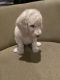 Poodle Puppies for sale in Frankfort, IL, USA. price: NA