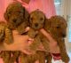 Poodle Puppies for sale in Daytona Beach, FL, USA. price: NA