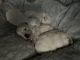 Poodle Puppies for sale in Phoenix, AZ, USA. price: $350