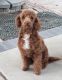 Poodle Puppies for sale in Ontario, CA, USA. price: $500