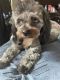 Poodle Puppies for sale in Oakland, CA, USA. price: NA