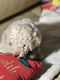 Poodle Puppies for sale in Mora, MN 55051, USA. price: NA
