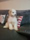 Poodle Puppies for sale in Astoria, Queens, NY, USA. price: NA