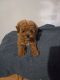 Poodle Puppies for sale in Los Angeles, CA, USA. price: $1,600