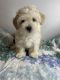 Poodle Puppies for sale in Norcross, GA, USA. price: $900