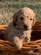 Poodle Puppies for sale in Madison, Nashville, TN 37115, USA. price: $1,500