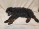 Poodle Puppies for sale in Dayton, TN 37321, USA. price: $500