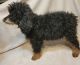 Poodle Puppies for sale in Dayton, TN 37321, USA. price: $500