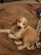 Poodle Puppies for sale in Cedar Park, TX, USA. price: $350
