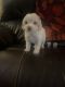 Poodle Puppies for sale in Lindsay, CA 93247, USA. price: $1,500
