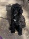 Poodle Puppies for sale in Kansas City, MO, USA. price: NA