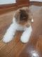 Poodle Puppies for sale in Queens, NY, USA. price: $2,200