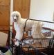 Poodle Puppies for sale in Sylva, NC 28779, USA. price: NA