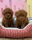 Poodle Puppies for sale in Davisboro, GA 31018, USA. price: $600
