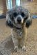 Poodle Puppies for sale in Helenville, WI 53137, USA. price: $700