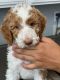 Poodle Puppies for sale in Fair Oaks, CA, USA. price: $4,500