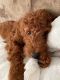 Poodle Puppies for sale in City of Industry, CA 91746, USA. price: NA