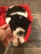 Poodle Puppies for sale in St Joseph, MO, USA. price: $500