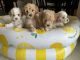 Poodle Puppies for sale in Cape Coral, FL, USA. price: NA