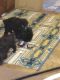 Poodle Puppies for sale in Monroe, LA, USA. price: $700