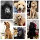 Poodle Puppies for sale in 6670 FM 1004, Kirbyville, TX 75956, USA. price: NA