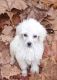 Poodle Puppies for sale in Ocala, FL, USA. price: $1,700