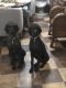 Poodle Puppies for sale in Brownstown, IL 62418, USA. price: $300