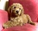 Poodle Puppies for sale in Portland, TN 37148, USA. price: $1,500