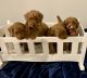 Poodle Puppies for sale in Dunn, NC 28334, USA. price: $2,800