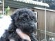 Poodle Puppies for sale in Columbia, SC, USA. price: NA
