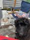 Poodle Puppies for sale in Steep Falls, Standish, ME, USA. price: NA