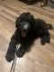 Poodle Puppies for sale in Jacksonville, NC, USA. price: NA