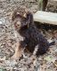 Poodle Puppies for sale in Swansea, SC, USA. price: $500
