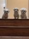 Poodle Puppies for sale in Hayward, CA, USA. price: $800