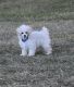Poodle Puppies for sale in Blacksburg, VA, USA. price: $800