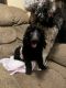 Poodle Puppies for sale in Lady Lake, FL, USA. price: NA