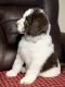 Poodle Puppies for sale in Madison, Nashville, TN 37115, USA. price: NA
