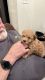 Poodle Puppies for sale in Minneapolis, MN 55433, USA. price: NA