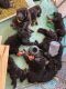 Poodle Puppies for sale in Hurricane, UT 84737, USA. price: NA