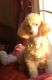 Poodle Puppies for sale in Redford Charter Twp, MI, USA. price: NA