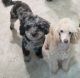 Poodle Puppies for sale in Redford Charter Twp, MI, USA. price: NA