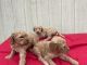 Poodle Puppies for sale in Mt Olive, NC 28365, USA. price: NA