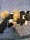 Poodle Puppies for sale in Unionville, MO 63565, USA. price: $1,400