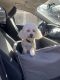 Poodle Puppies for sale in Harker Heights, TX, USA. price: $950