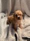 Poodle Puppies for sale in 9346 Via Murano Ct, Fort Myers, FL 33905, USA. price: NA
