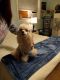 Poodle Puppies for sale in Deltona, FL, USA. price: NA