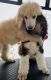 Poodle Puppies for sale in Tonasket, WA 98855, USA. price: NA
