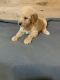 Poodle Puppies for sale in San Antonio, TX, USA. price: $800