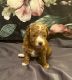 Poodle Puppies for sale in Tsawwassen, Delta, BC, Canada. price: $1,700