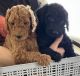 Poodle Puppies for sale in Commerce City, CO, USA. price: NA